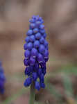 Common grape hyacinth